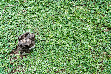 Ground green leaves texture