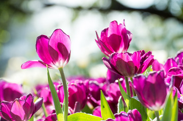beautiful background backdrop with group of bright purple tulips in the garden