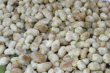 white mulberry
