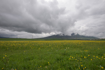 Green field and yellow flowers, rainy spring day.