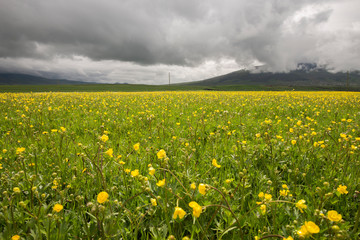 Fototapeta premium Green field and yellow flowers, rainy spring day.