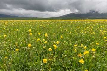 Green field and yellow flowers, rainy spring day.