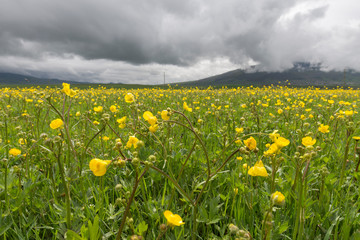 Green field and yellow flowers, rainy spring day.