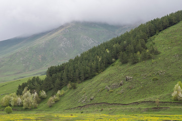 Green mountains and trees in the clouds.  rainy spring day. 