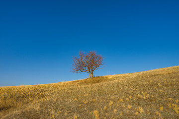 Lonely tree, yellow grass and bleu sky.
