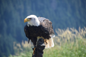 Bald Eagle