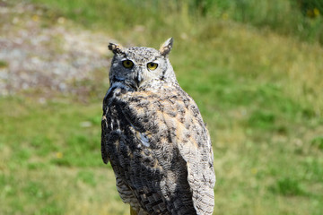 Horned Owl Vancouver Canada