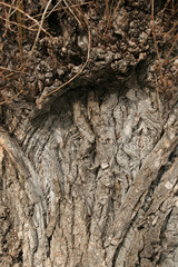 wood, bark, texture