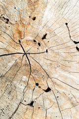 old wood stump background