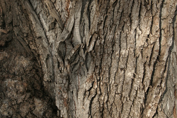 wood, bark, texture