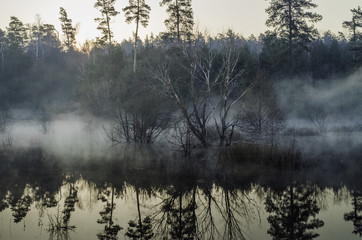 Fototapeta premium trees in the fog (horizontal)