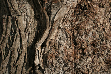 wood, bark, texture