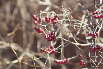 red berries of chokeberry on a branch