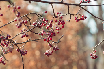 red berries of chokeberry on a branch