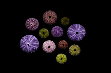 Isolated sea urchins on black background. Beautiful colorful shells from exotic nature.