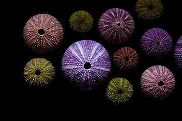 Isolated sea urchins on black background. Beautiful colorful shells from exotic nature.