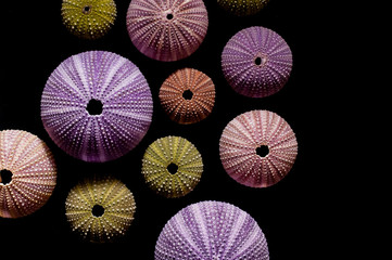 Isolated sea urchins on black background. Beautiful colorful shells from exotic nature.