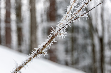 large ice crystals on branch
