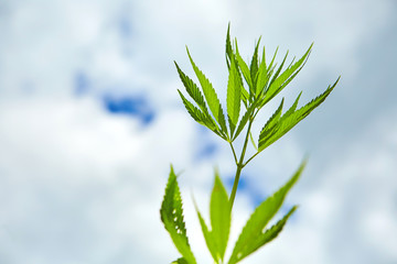 Young leaves of marijuana on sky background
