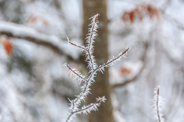 large ice crystals on branch