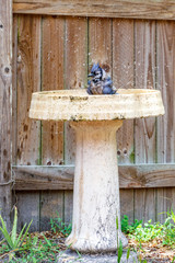 Blue jay bathes in bird bath near wood fence
