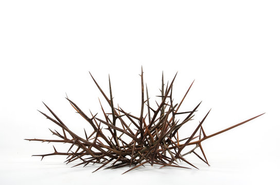 Spines of acacia (Gleditsia triacanthos).