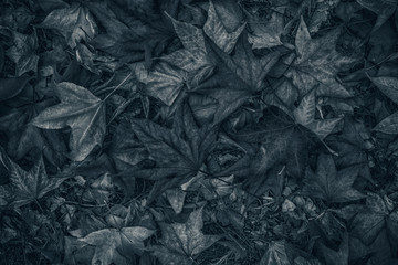 Monochromatic image of japanese maple autumnal dry leaves on ground