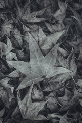 Monochromatic image of japanese maple autumnal dry leaves on ground