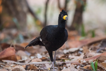 Bare faced Curassow, in a jungle environment, Pantanal Brazil
