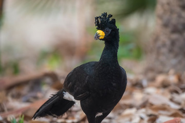 Bare faced Curassow, in a jungle environment, Pantanal Brazil