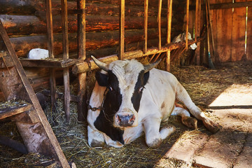 Happy cow in willage house barn is laying sleeping and relaxing