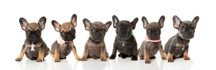 A litter of French bull dog puppies in a line on a white background