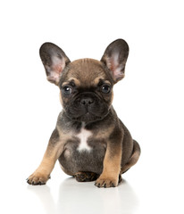 French bull dog puppy sitting on a white background
