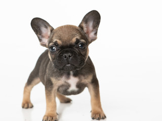 French bull dog puppy with a standing on a white background