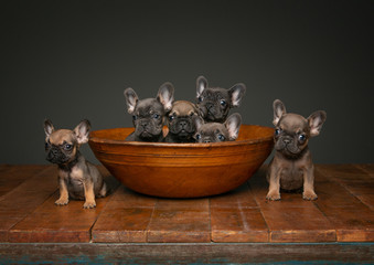 A litter of French bull dog puppies in a wooden bowl