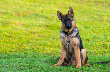 Portrait of wet sheep-dog in summer against the background of a green grass