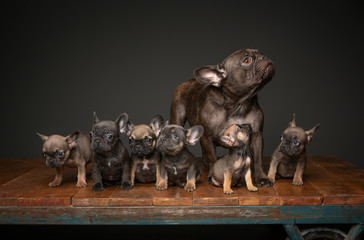 French bull dog puppies with mom