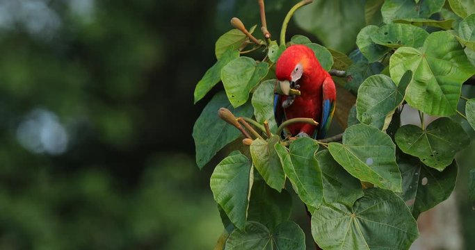 Red parrot Scarlet Macaw hidden, Ara macao, bird sitting on branch, Panama. Wildlife scene from tropical forest. Beautiful parrot on green tree in nature habitat. Detail close-up portrait in jungle.