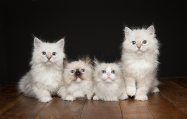 Kitten © Sherry Lemcke
