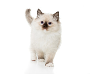 Kitten © Sherry Lemcke