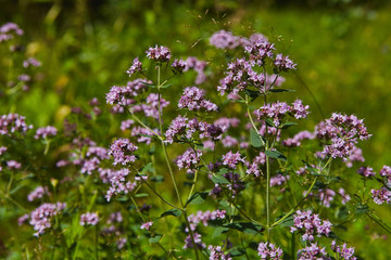 Obraz premium Wild origanum blooming in forest