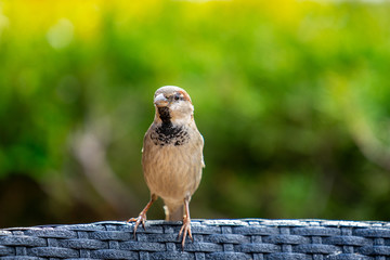 Sparrow in the park