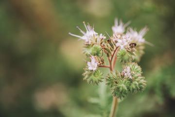 Phacelia tanacetifolia blooming in field