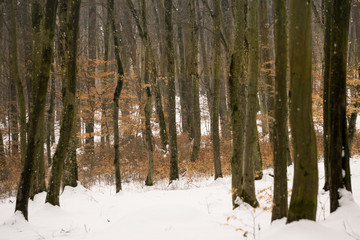 Hungarian forest in winter