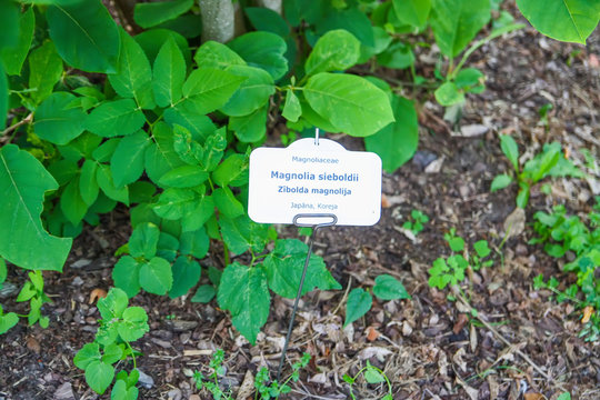 Magnolia sieboldii plant with identification label in in latin and latvian language in botanical garden of Latvian University, Riga, Latvia.