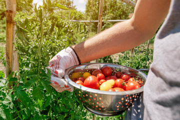 Organic tomato harvest