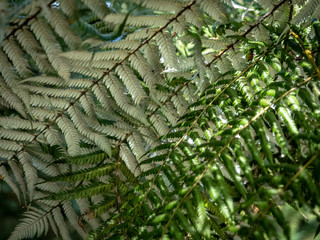 silver leaf ferns