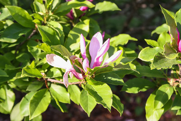 Beautiful magnolia blossom in spring