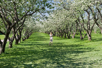 A lonely girl in a flowering old apple orchard.