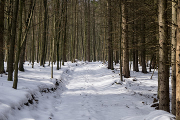 A forest road covered in snow in winter